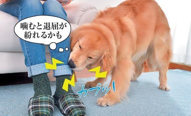 犬が噛む理由を犬の気持ちで考えたら やめさせ方がわかった いぬのきもちweb Magazine